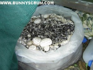 SA400065_Mushrooom compost bag & shadecloth~1