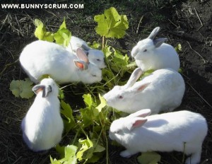 SA400187_6x White Bunnies eating grape vine~1