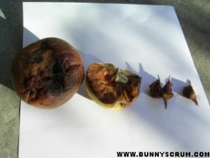 SA400230_9-Summary of stages_sprouted quince seeds-A