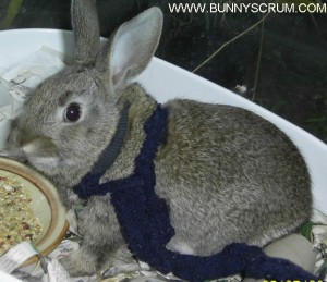 SA400238_Training Baby Rabbit on Harness with Food